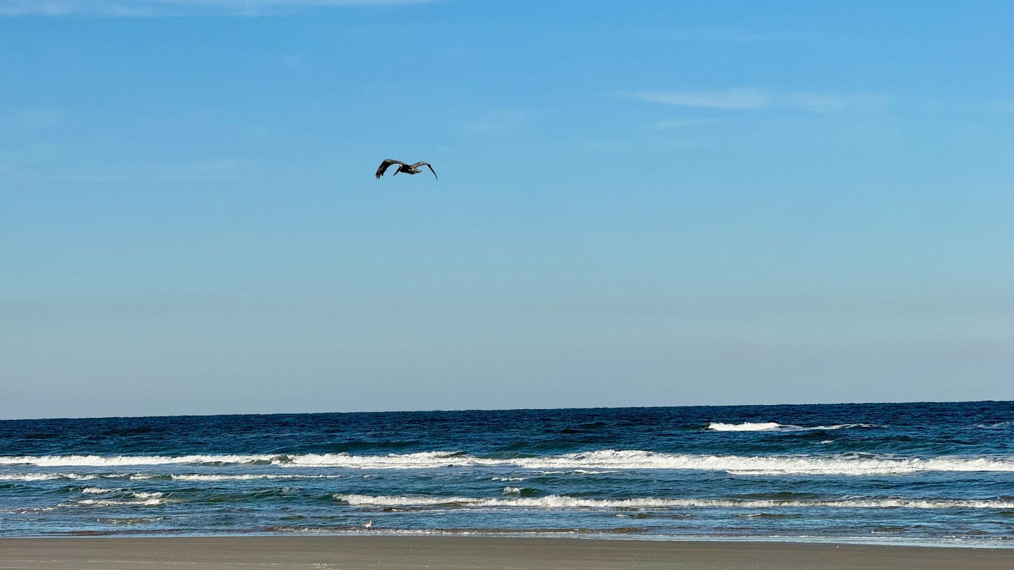 A beach scene with a bird flying over the ocean.