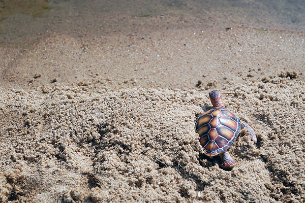 Silver Sands
