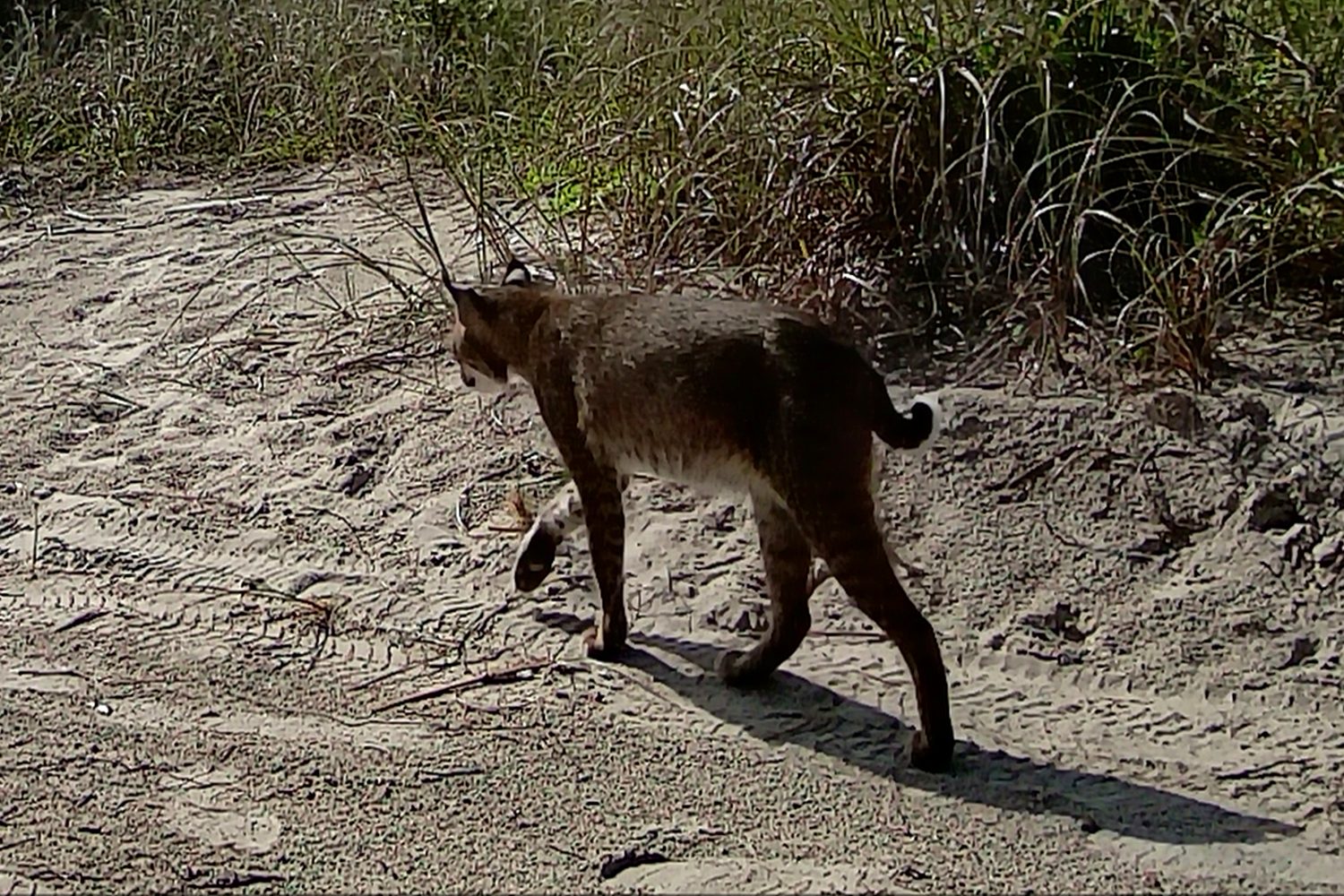 A bobcat crossing the dune