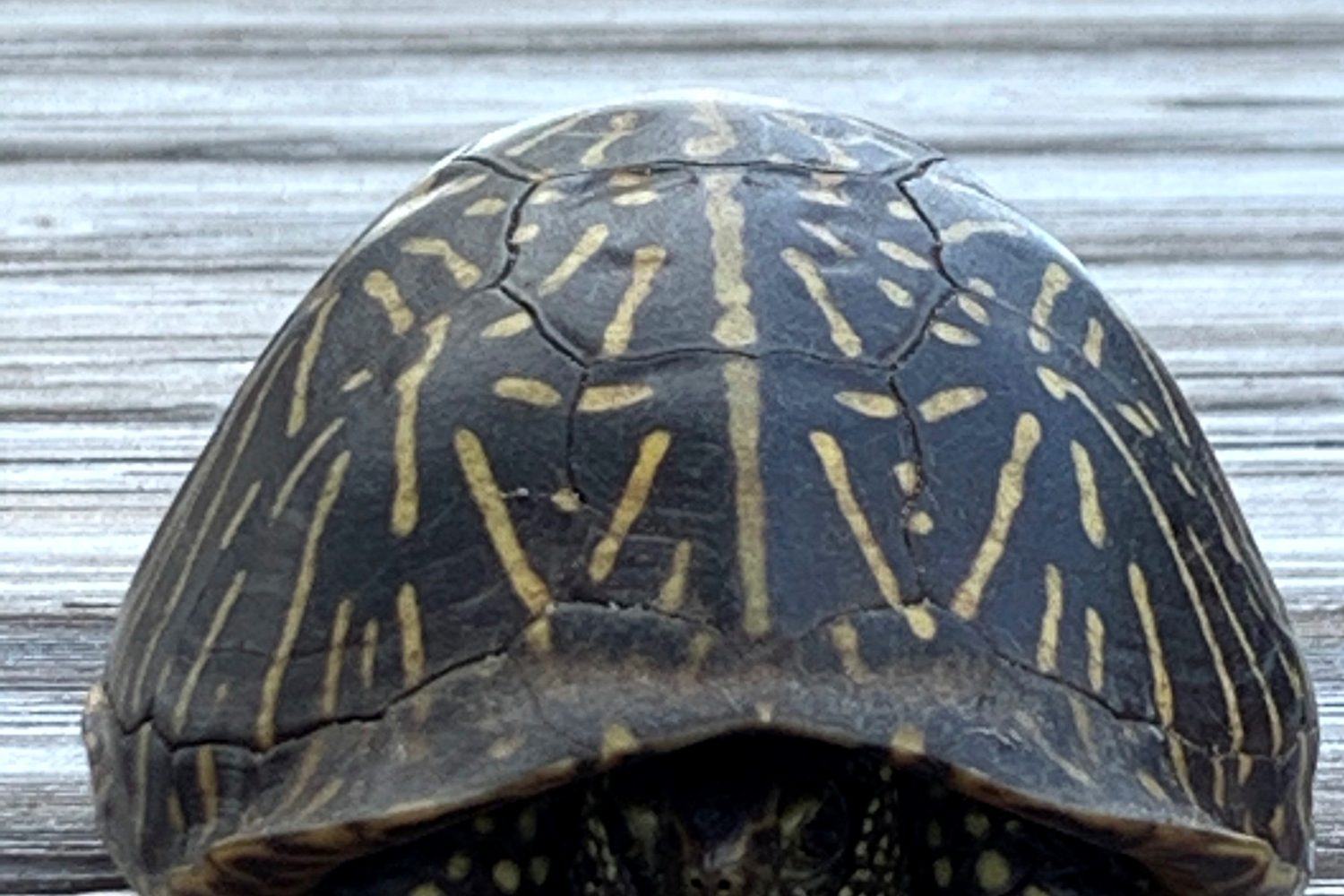 A Florida box turtle with a yellow-marked shell