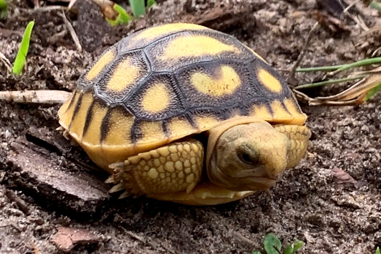 A gopher tortoise hatchling on the sandy soil