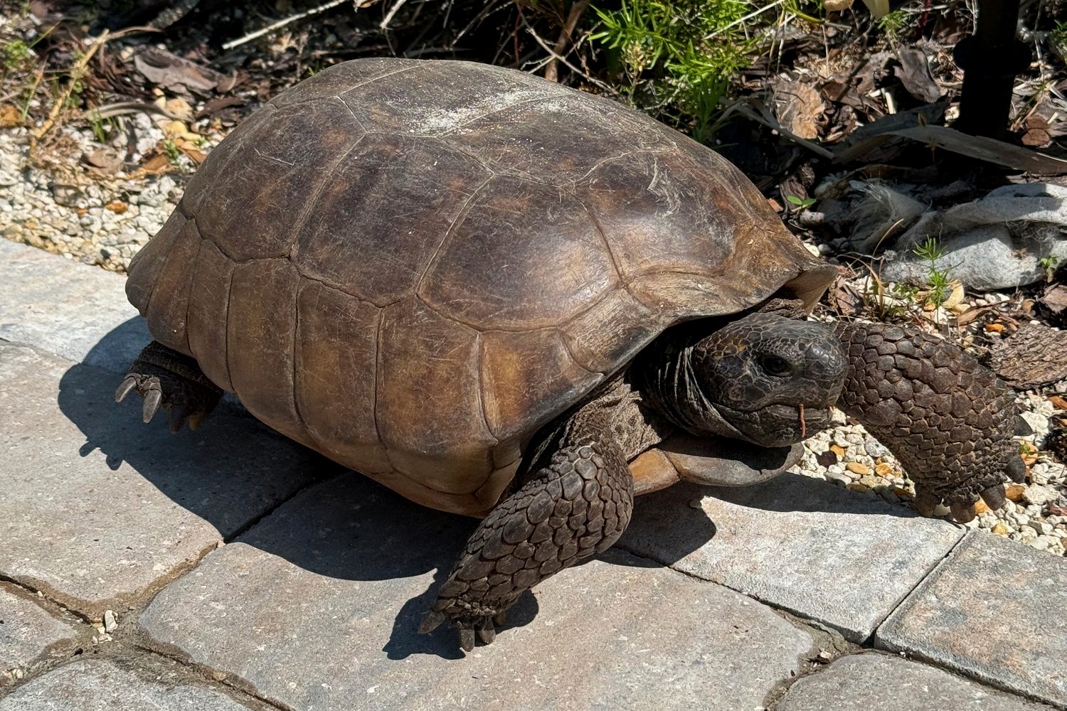 A gopher tortoise on the courtyard pavers