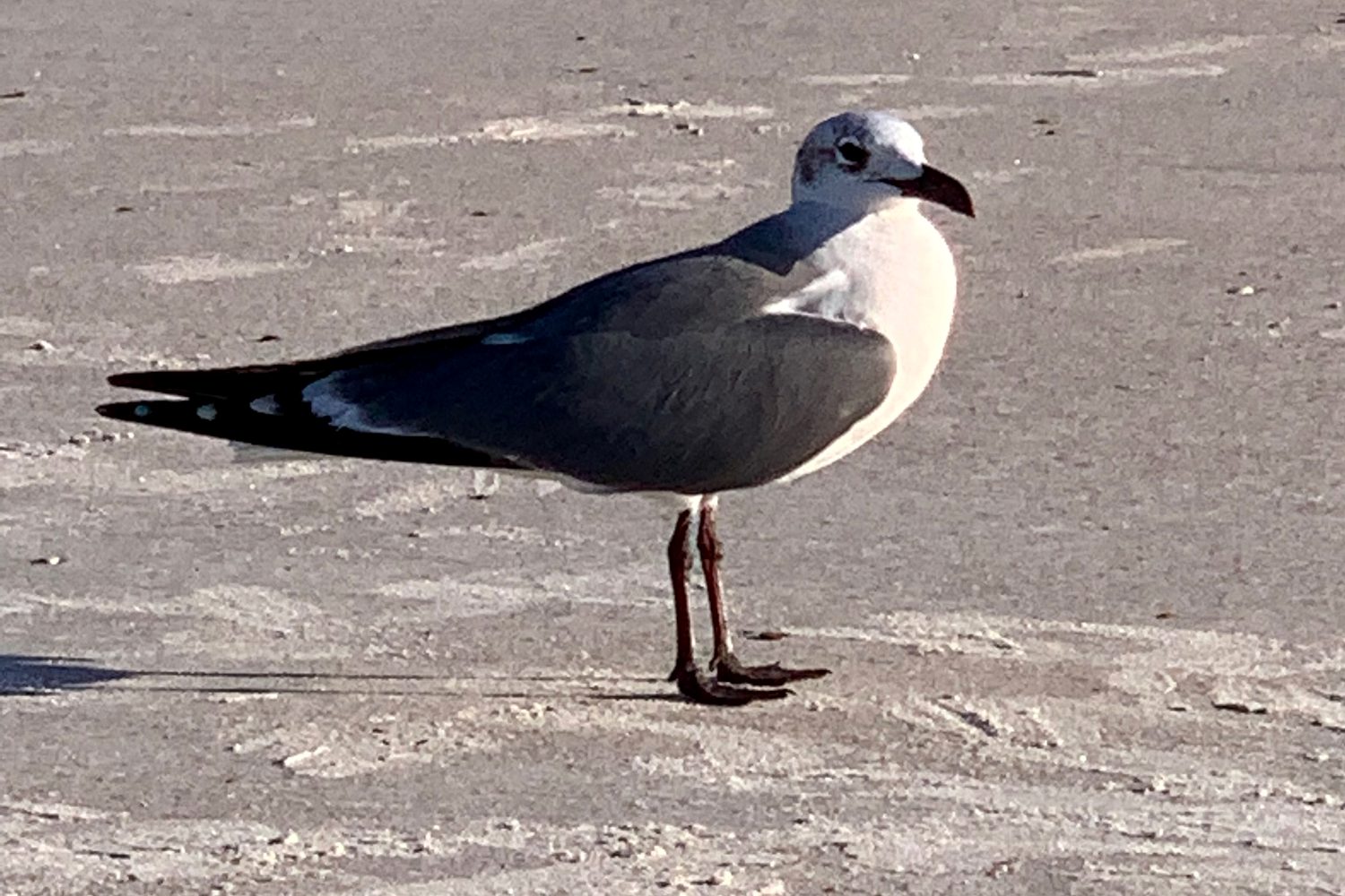 A laughing gull on the beach