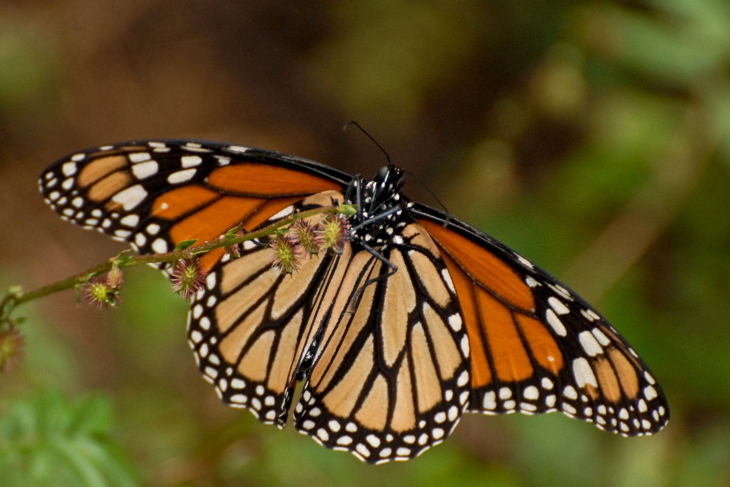 A monarch butterfly with wings open