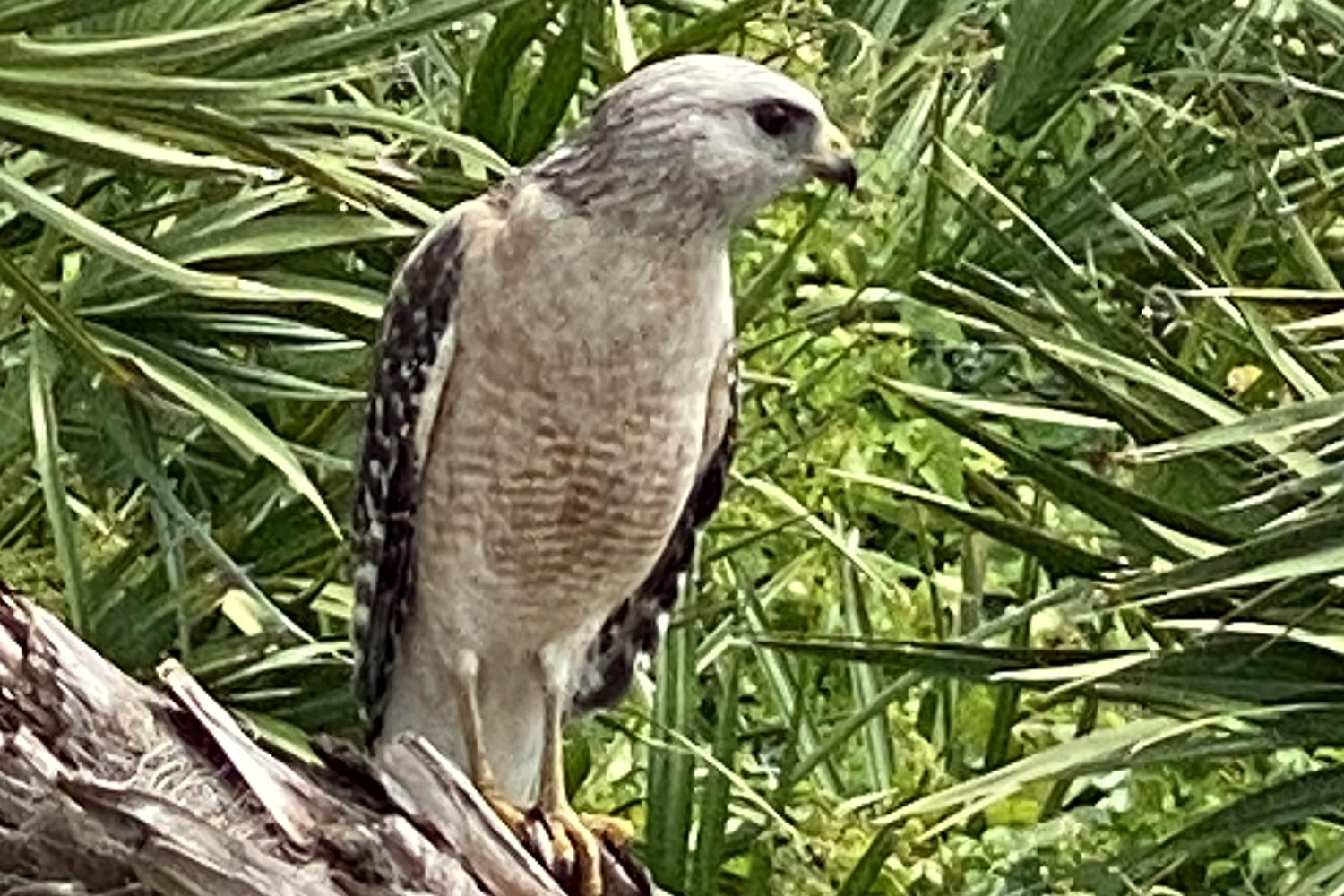 A red-shouldered hawk perched on a palm log