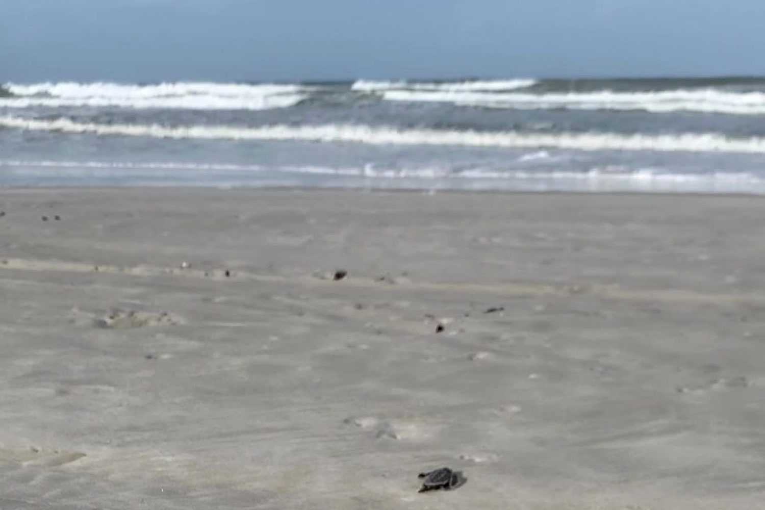 A sea turtle hatchling making its run toward the surf