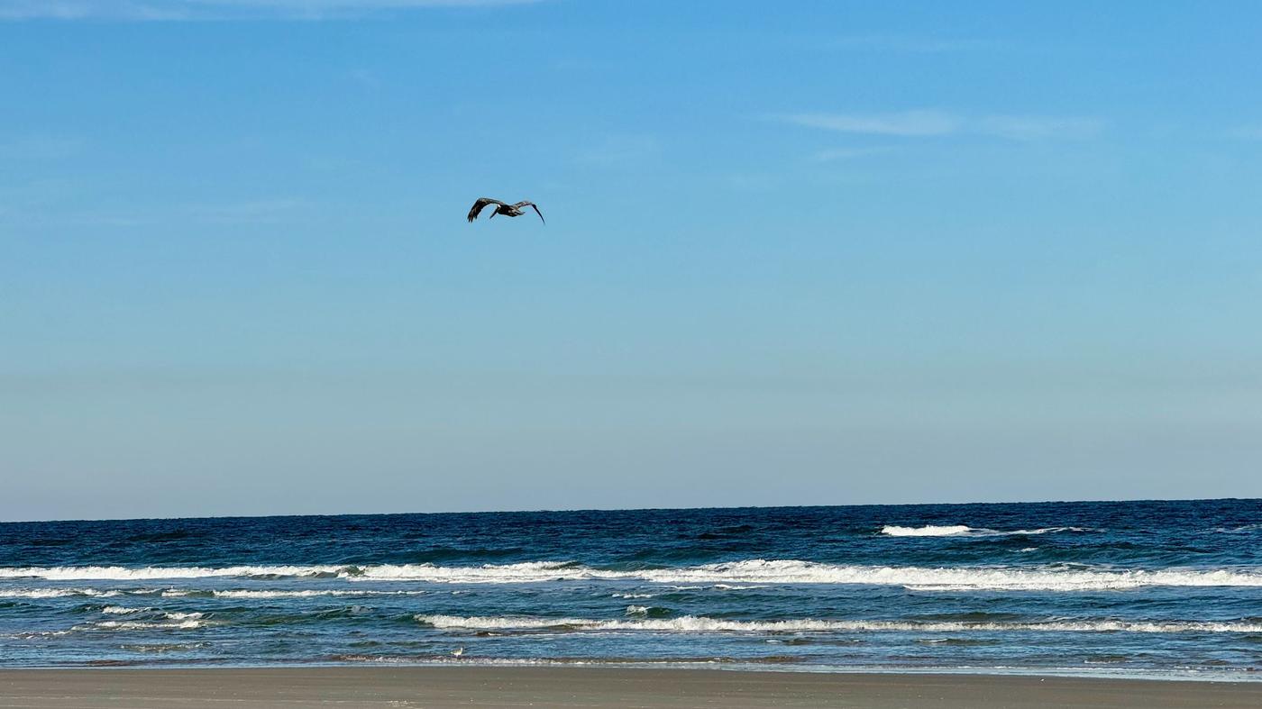 A brown pelican gliding over the surf