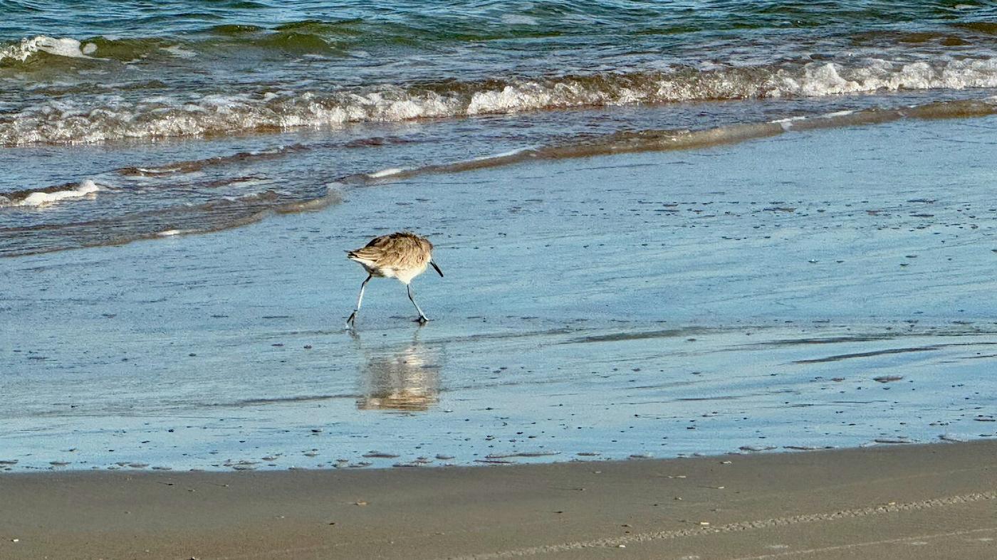 A sandpiper at the water's edge